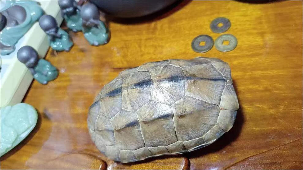龟壳算卦天然真乌草龟摇卦龟甲原料文玩盘玩手把件完整不掉皮 超大款