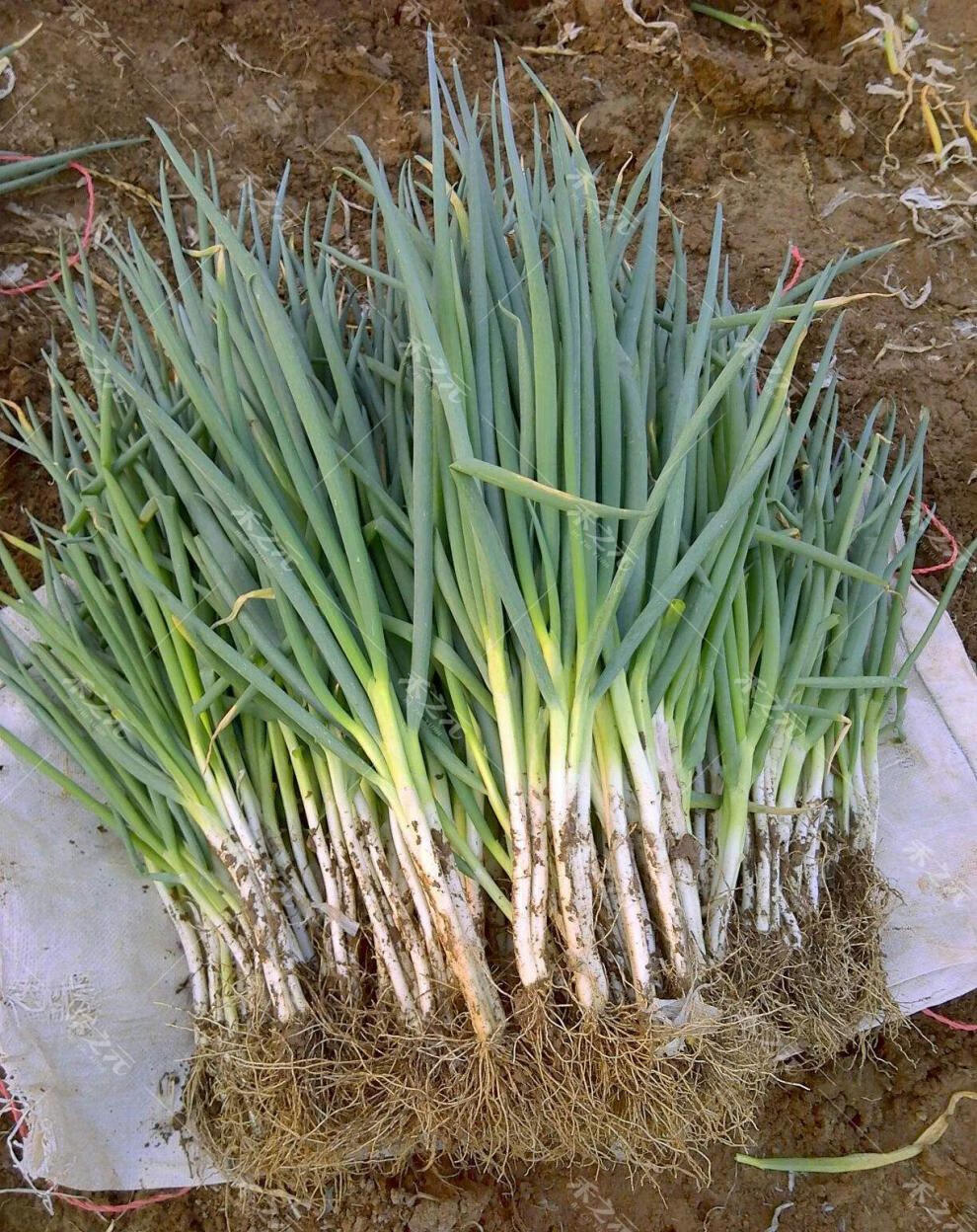四季小香葱分葱种子大全农家庭栽培四季阳台种籽盆栽春季夏秋冬 分