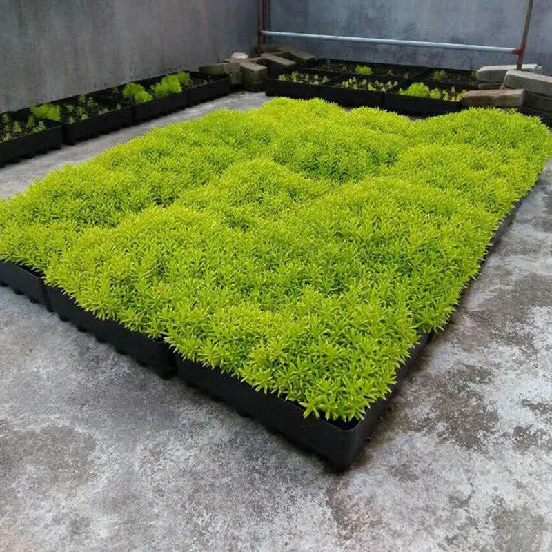 园艺 屋顶绿化佛甲草金叶佛甲草耐寒耐旱多年生绿植佛甲草盆栽 金叶佛