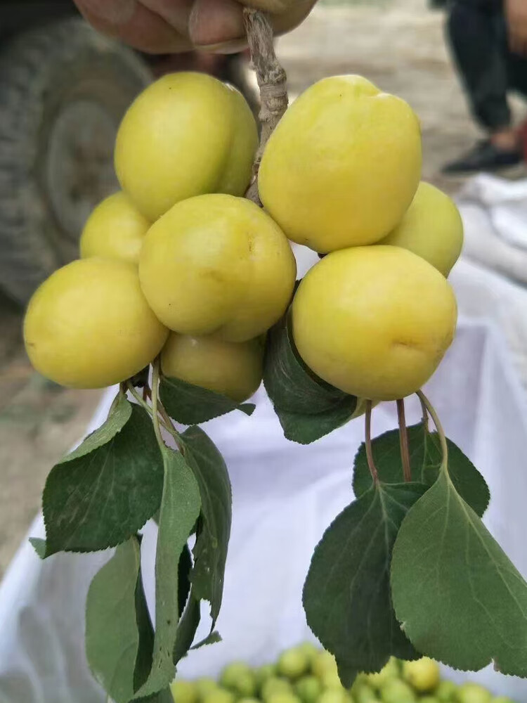 晨臻顺丰空运 正宗新疆特产小白杏新鲜 现摘库车轮台甜杏白杏子鲜果