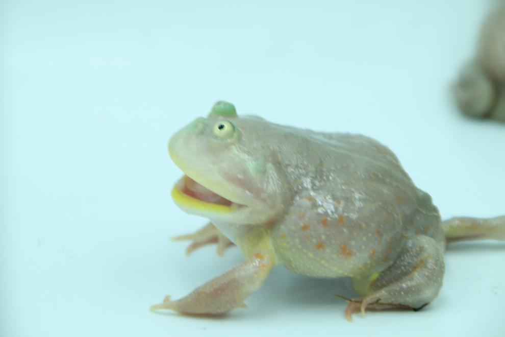 小丑蛙 猫眼珍珠蛙水蛙萌蛙宠物蛙水栖蛙网红蛙 9~10cm【图片 价格