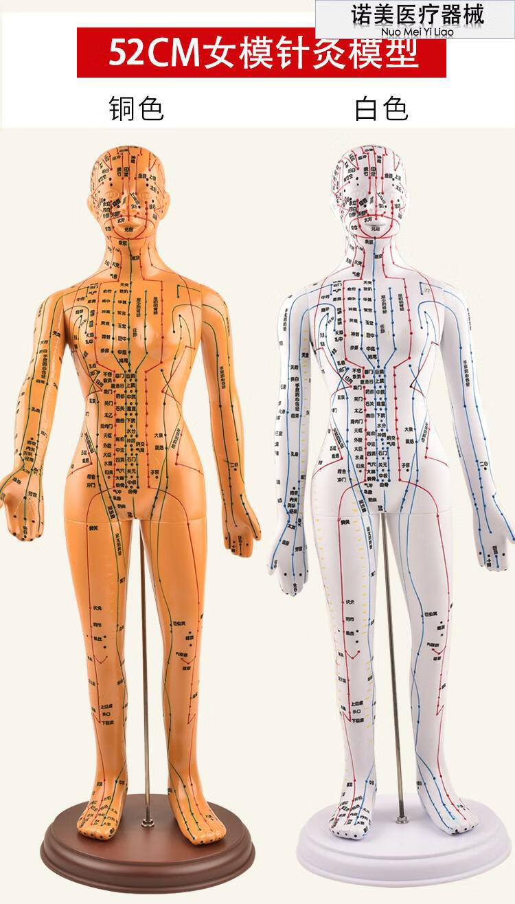 针灸穴位人体模型人全身中医十二经络小皮人经络图穴位模特可扎针白色