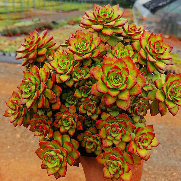 园艺多肉盆栽植物 蒂亚老桩精品160杯 室内家居办公室 冠幅30厘米蒂亚