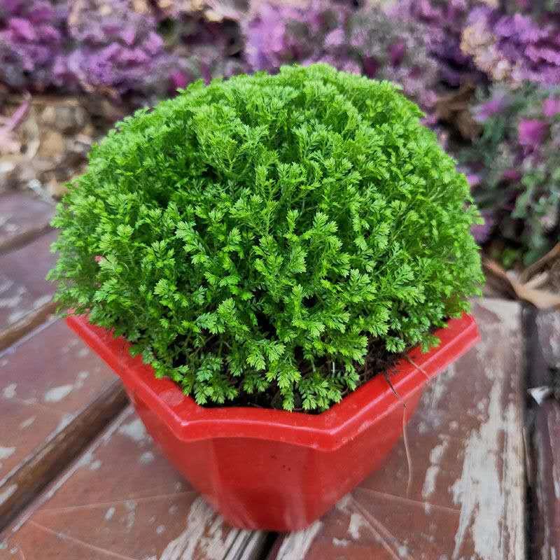 情人草 蕨类植物 幸福草 吸甲醛 净化空气 室内桌面绿植盆栽花卉定制