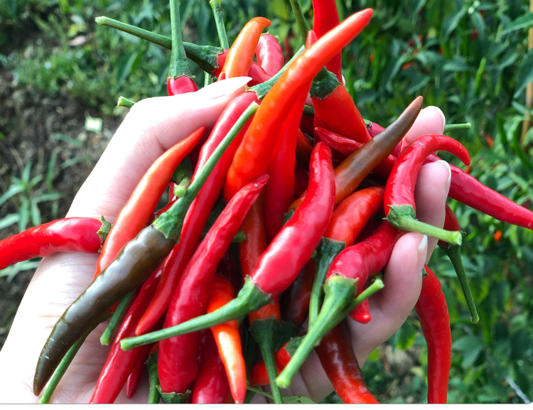 小米辣椒新鲜红辣椒朝天椒5斤农家自种特辣指天尖椒剁椒泡椒偶有断货