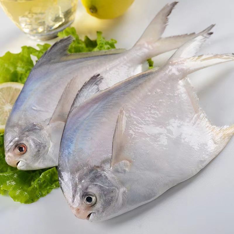 (无冰水半斤一条)新鲜新鲜东海白鲳鱼银鲳鱼海鲳鱼平鱼鲳扁鱼香津驿站