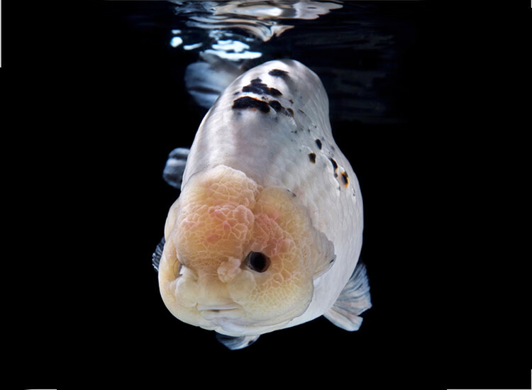 奶牛玉兔潘氏兰寿苗纯种蓝瘦观赏鱼好养耐活小鱼 7-8cm精品玉兔兰寿 1