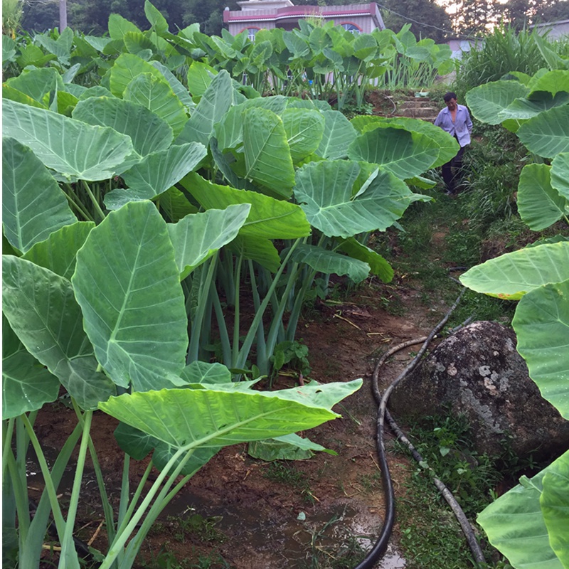 农家芋苗芋种子芋蒙芋荷广菜种苗农家蔬菜苗白芋苗种子5棵装 5.