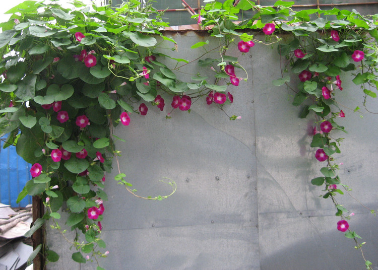 庭院栏杆墙头围墙围栏攀援攀爬爬藤牵牛花种子铺地地被护坡植物 爬藤