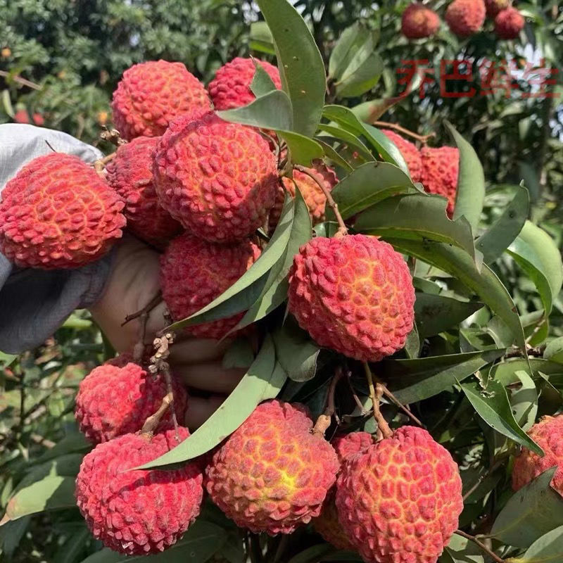 荔枝王超大甜广西大荔枝新鲜水果礼盒蜜丁香 特大果礼盒装(3斤整箱)