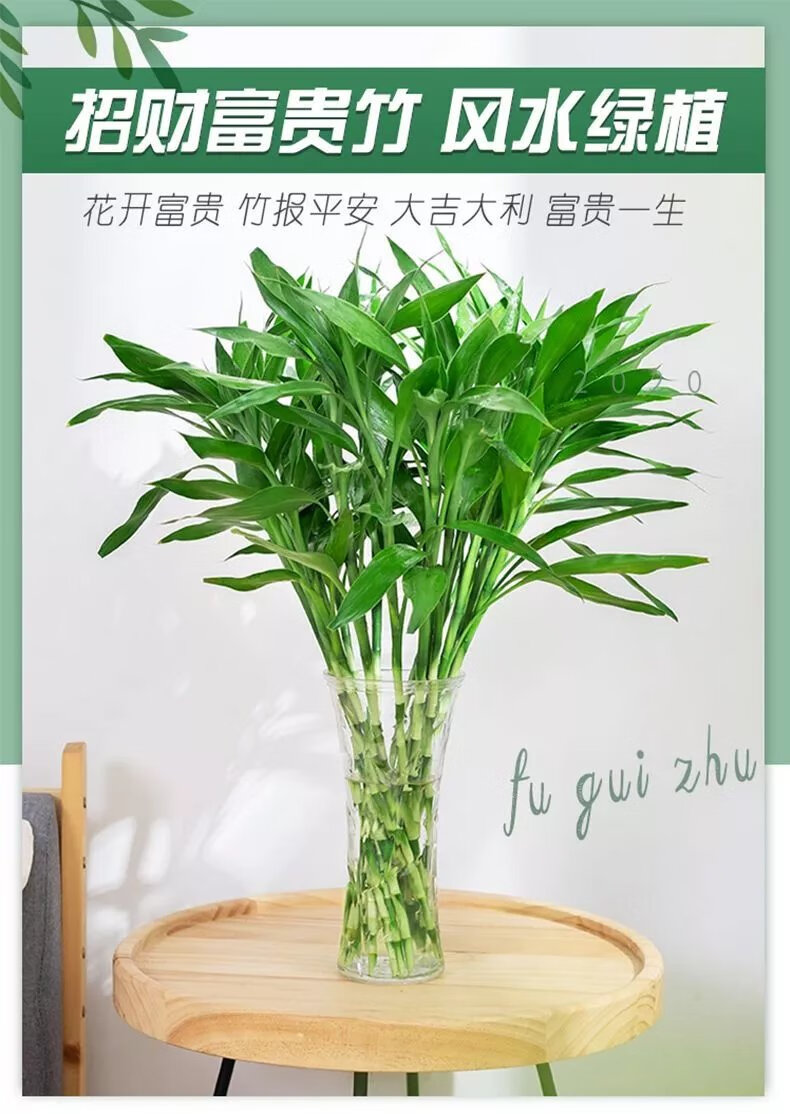 3，【精選】富貴竹水培植物盆栽綠植花卉室內花客厛水養綠蘿竹節節高 60CM10棵