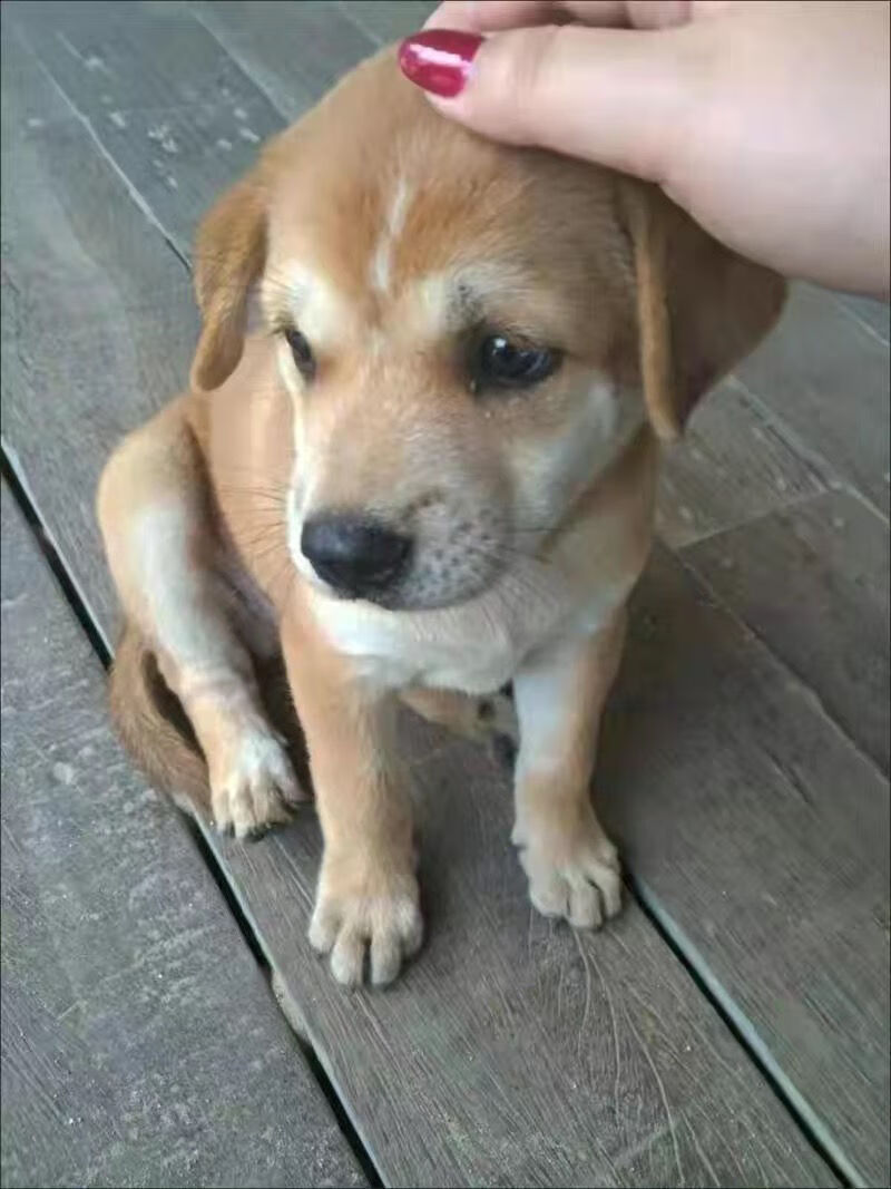 中华田园犬领养土狗农村看家白黑黄色狗大型花色田园幼犬公小型犬成年