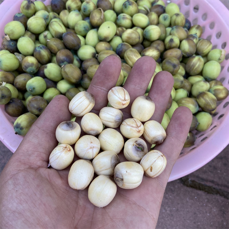 新鲜成熟莲子去壳鲜莲肉 带膜江西广昌特产炖汤粉糯红莲煮粥鲜 2斤