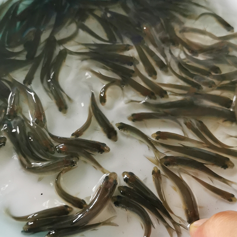 青鱼苗淡水活体螺蛳青鱼苗草鱼鲫鱼苗活鱼养殖饲料鱼四大家鱼鱼苗