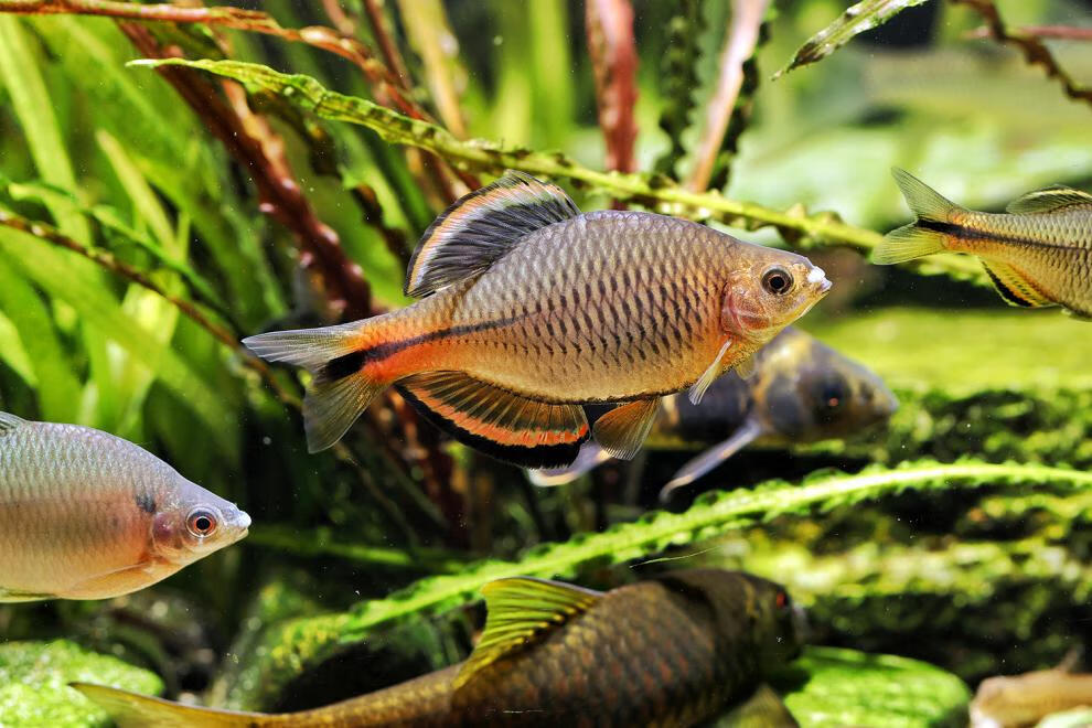 cmcm广东齐氏鱊鲤科鱼冷水原生鱼稀有彩石高体火山鳑鲏观赏鱼好养耐活