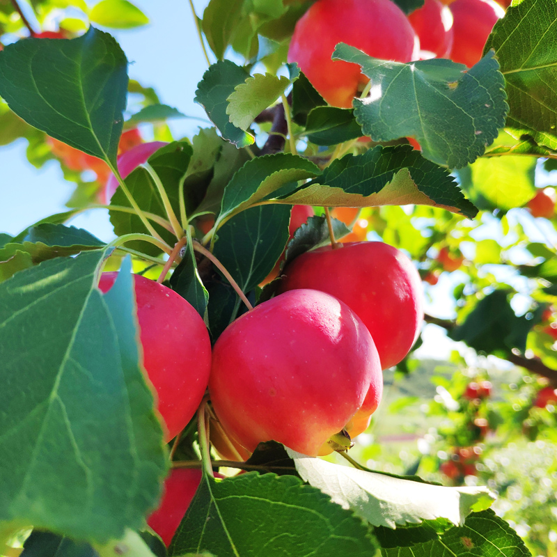 春光岛 东北k9沙果新鲜现摘现发小沙果5斤新鲜水果糖心123小苹果海棠