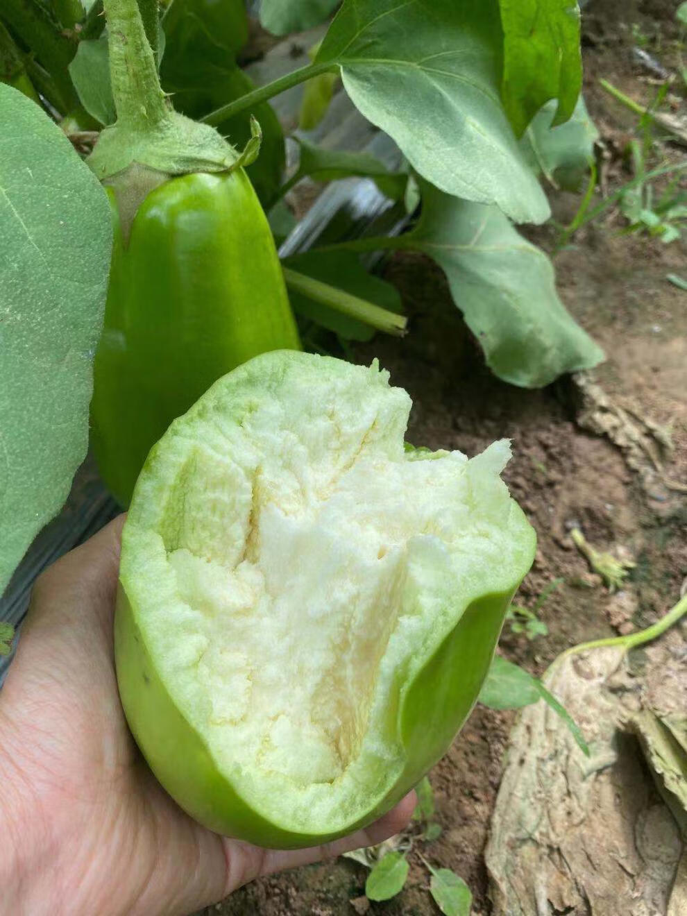 玫栀河南特产绿茄子农家自种新鲜绿皮茄子生吃青茄子2500g