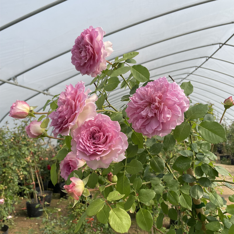 瑰玮爬藤无刺藤本月季罗衣四季开花浓香阳台庭院盆栽爬墙拱门罗衣中苗