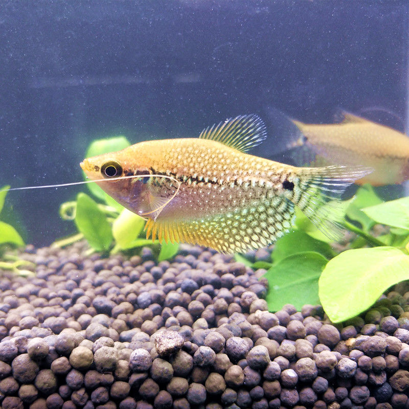 热带观赏鱼珍珠马甲鱼曼龙鱼丝足珍珠鱼小型鱼淡水活体好养 4cm珍珠