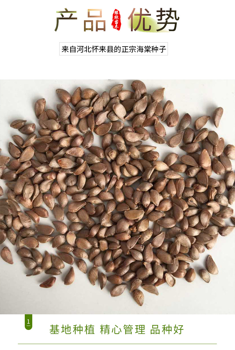 八棱海棠树种子果树种子净籽嫁接苹果树种子砧木种子 每1斤价格