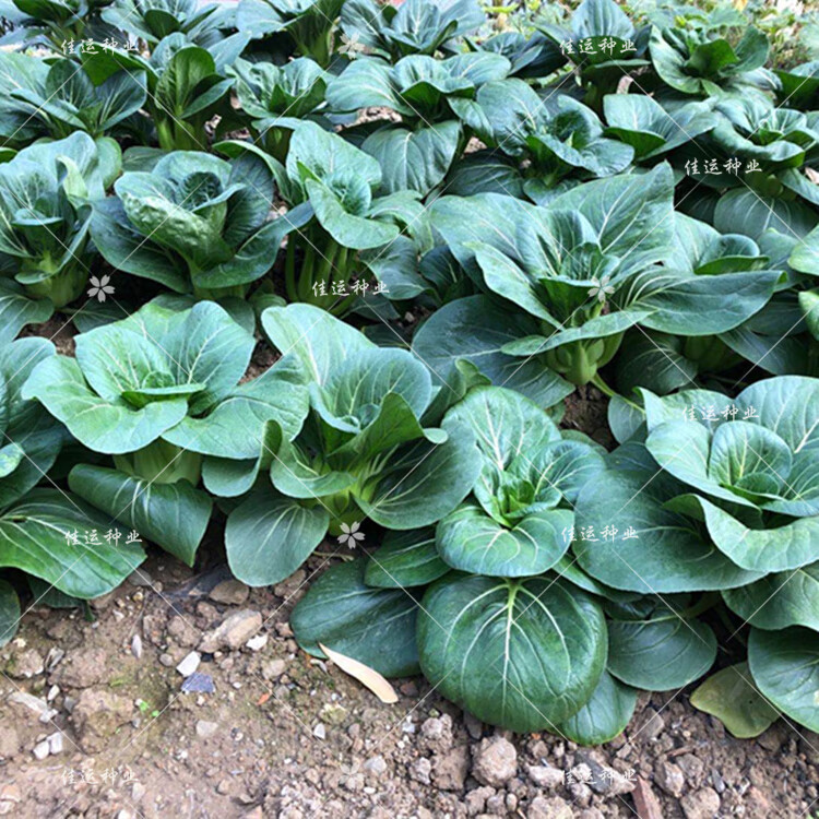 黑大头青菜种子 抗热夏秋大颗油菜 杭州本地青菜籽四季播蔬菜种籽