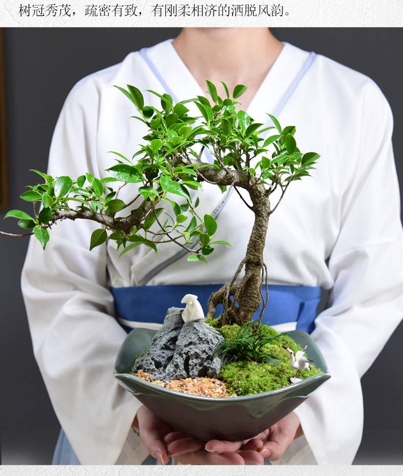 虎皮榕树盆景 小叶榕树盆景造型绿植室内虎皮榕办公桌盆栽植物室内好