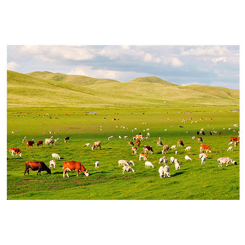 蒙古大草原牛羊风景画蓝天白云牧场羊群牛群海报挂画贴墙壁画 b185横