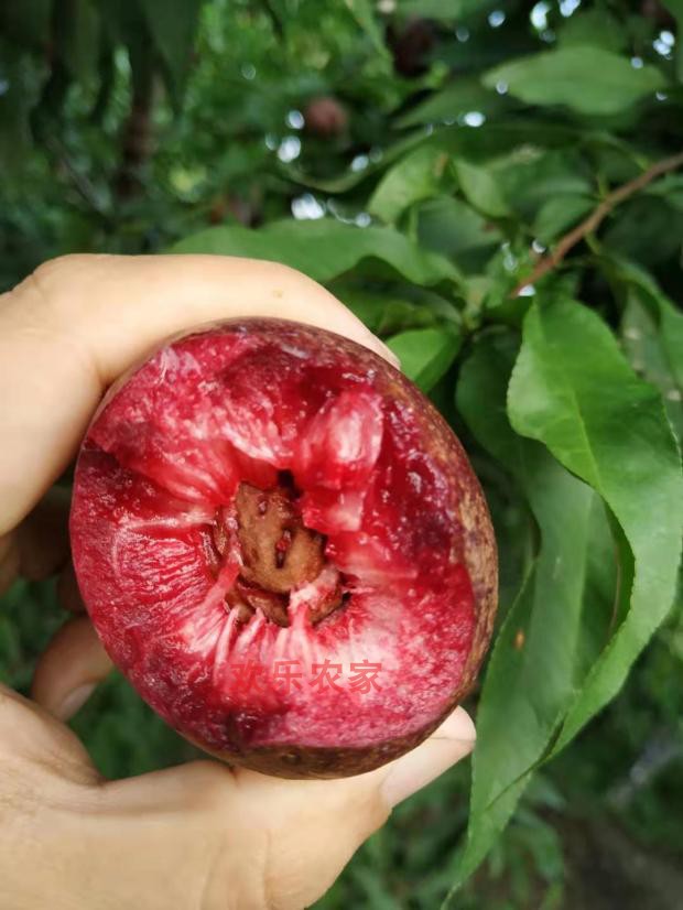 如皋紫桃新鲜血桃离核油桃新鲜紫桃酸甜口感 3斤 中果8个左右/斤