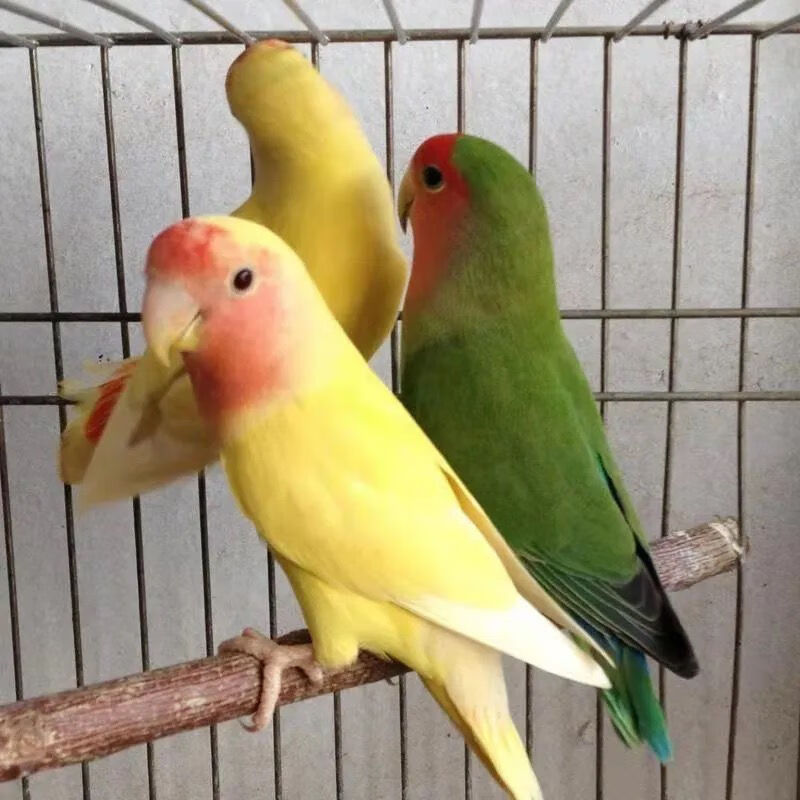 工匠头鹦鹉活体鸟活体宠物鸟能学说话手养鹦鹉亲人鹦鹉观赏鸟包活 蓝