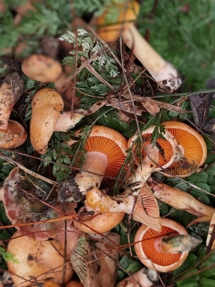 奶浆菌贵州深山野生生蘑菇森林新鲜现摘食用小菌子顺丰 现新鲜枞毛菌