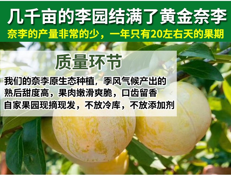 春光岛 黄金奈李 鲜李子广东韶关新乐昌现摘当应季水果整箱 【中大果