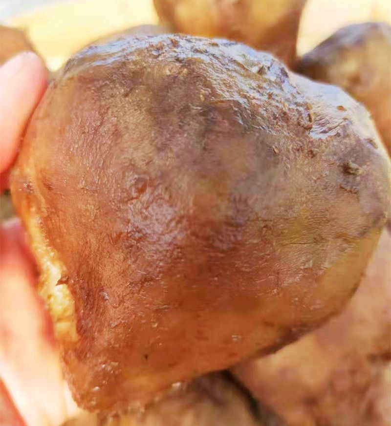 橙伯乐内蒙古赤峰特产咸菜疙瘩芥肉芥菜嘎达干风干芥肉酱香味红腌菜