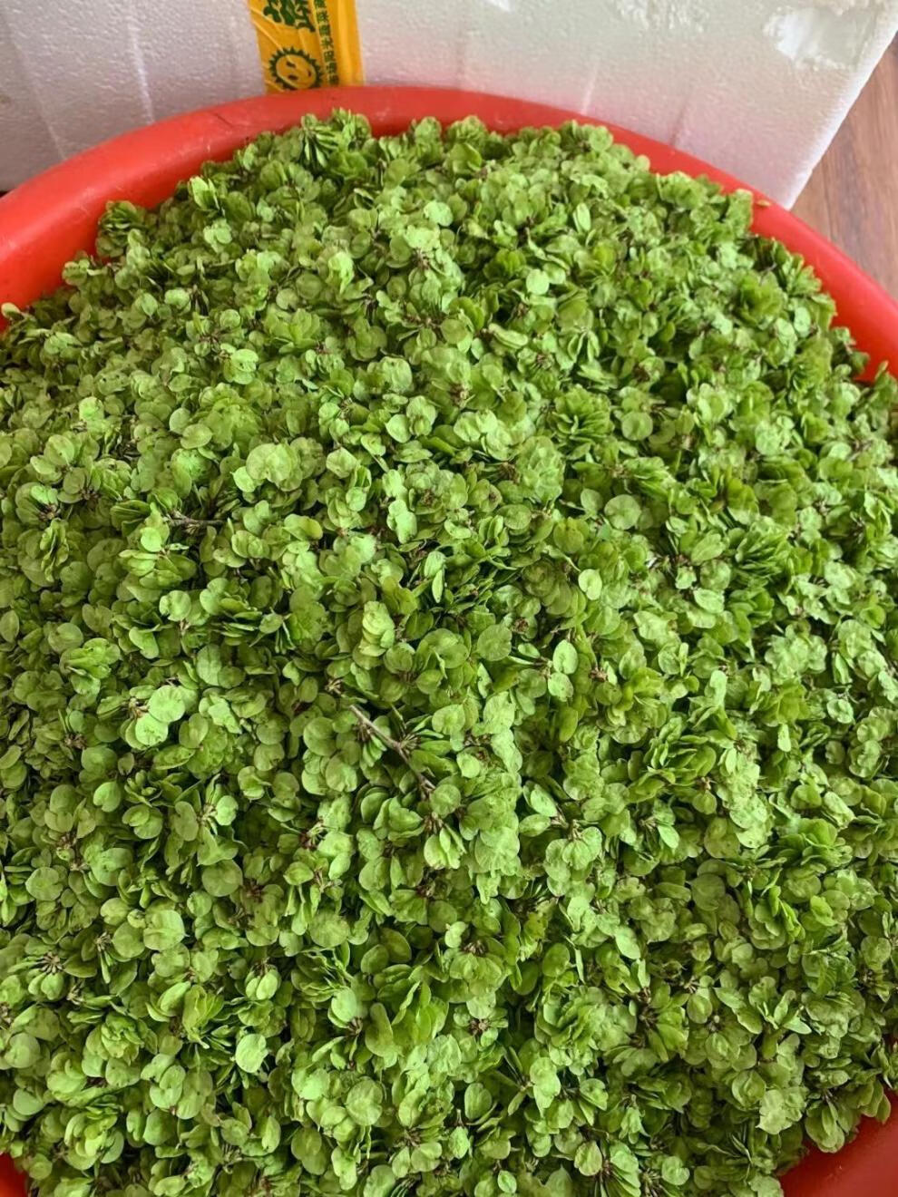 榆钱窝窝 新鲜榆钱子窝窝野菜团子菜坨馒头野菜窝窝10个馍馍 榆钱窝头