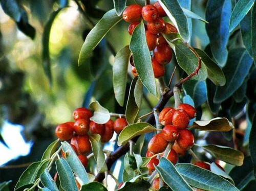 精选新疆特产精品红沙枣野生大黄沙枣500g 红沙枣500g/袋x3袋