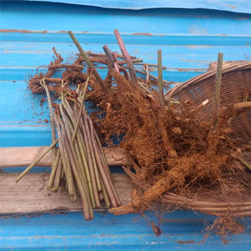 山野菜种子蕨菜种苗种根拳头菜庭院龙头菜种籽多年生阳台蔬菜 蕨菜根