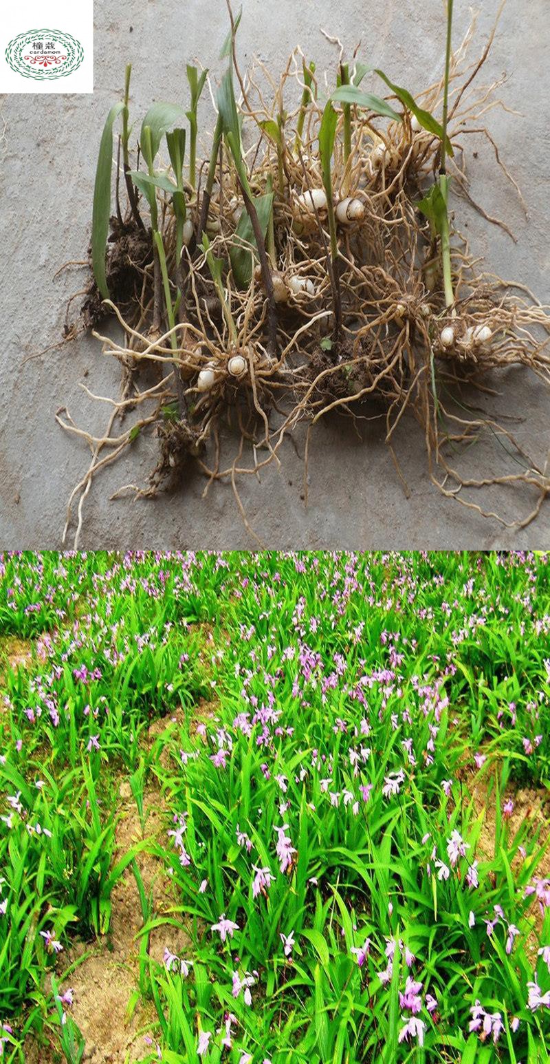 白芨种子多少钱一斤哪里买(白芨种子多少钱一斤在哪个地方有卖)