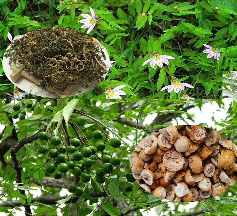 中药材小三阳大三阳转阴谷丙转氨酶胆红素乙阴中草药 20包20天量