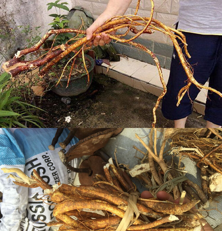 五指毛桃根 野生农家无硫五爪龙炖汤料广东煲汤料500g特级【图片 价格