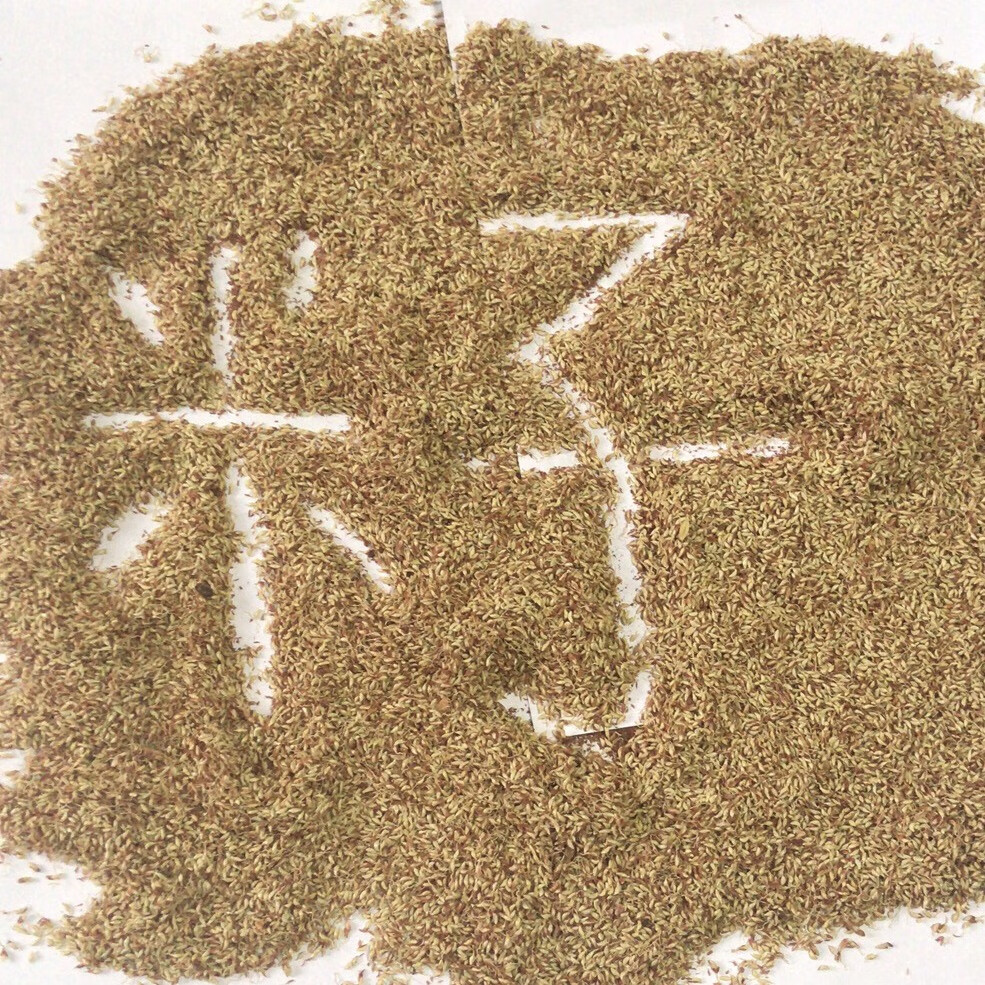 500g野生木莲籽木莲豆腐籽爱玉子冰粉籽手搓凉粉霹雳籽天然新籽【图片