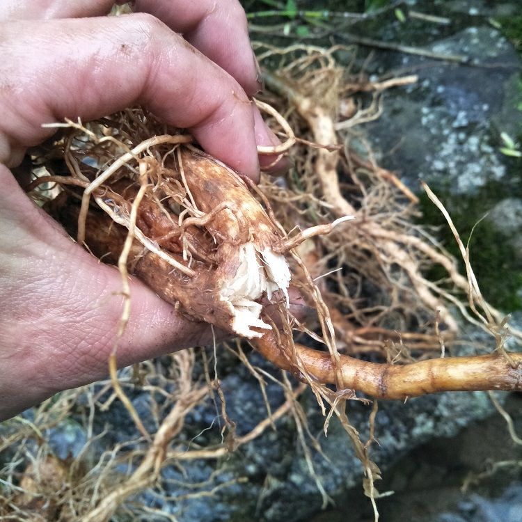 新鲜野生臭牡丹根500克【图片 价格 品牌 报价】-京东