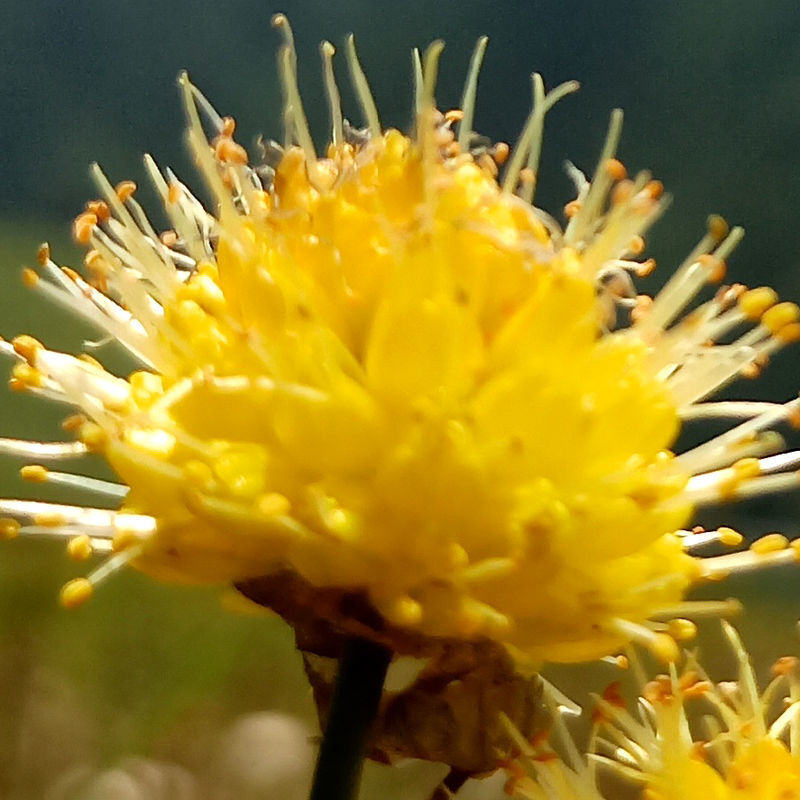 甘肃甘南野葱花黄葱花炝锅浆水面山葱摘麻花扎蒙花野山花石蒜食材 200