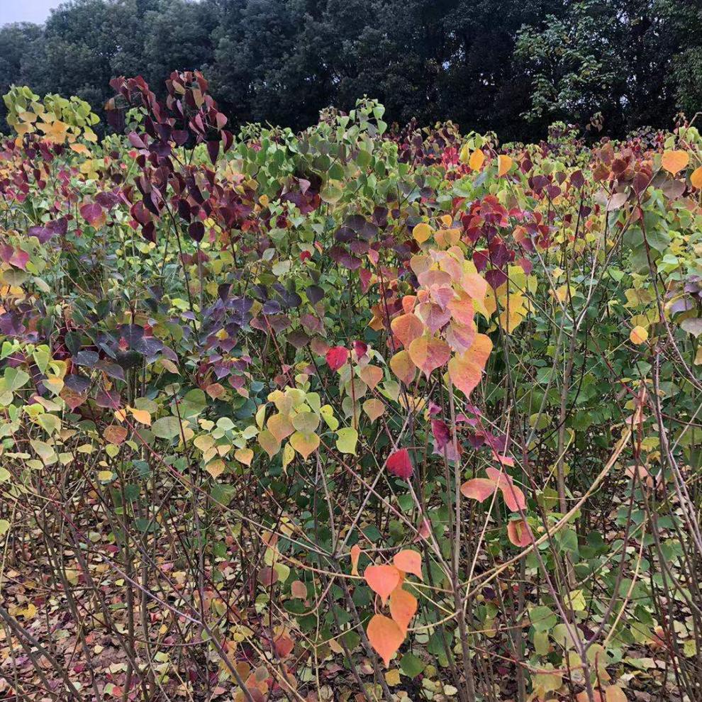 乌桕树苗 行道树 行道树类 乌桕 腊子树 地径2公分粗 其他【图片 价格