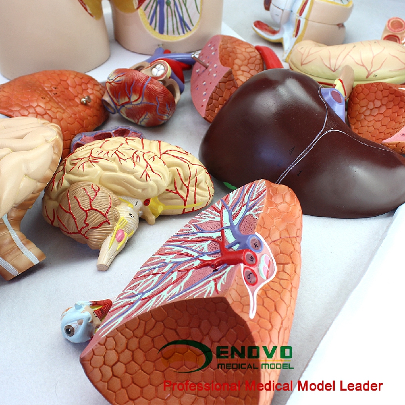 颐诺enovo85cm人体器官医学解剖标本医学解剖躯干内脏人体内脏器五脏