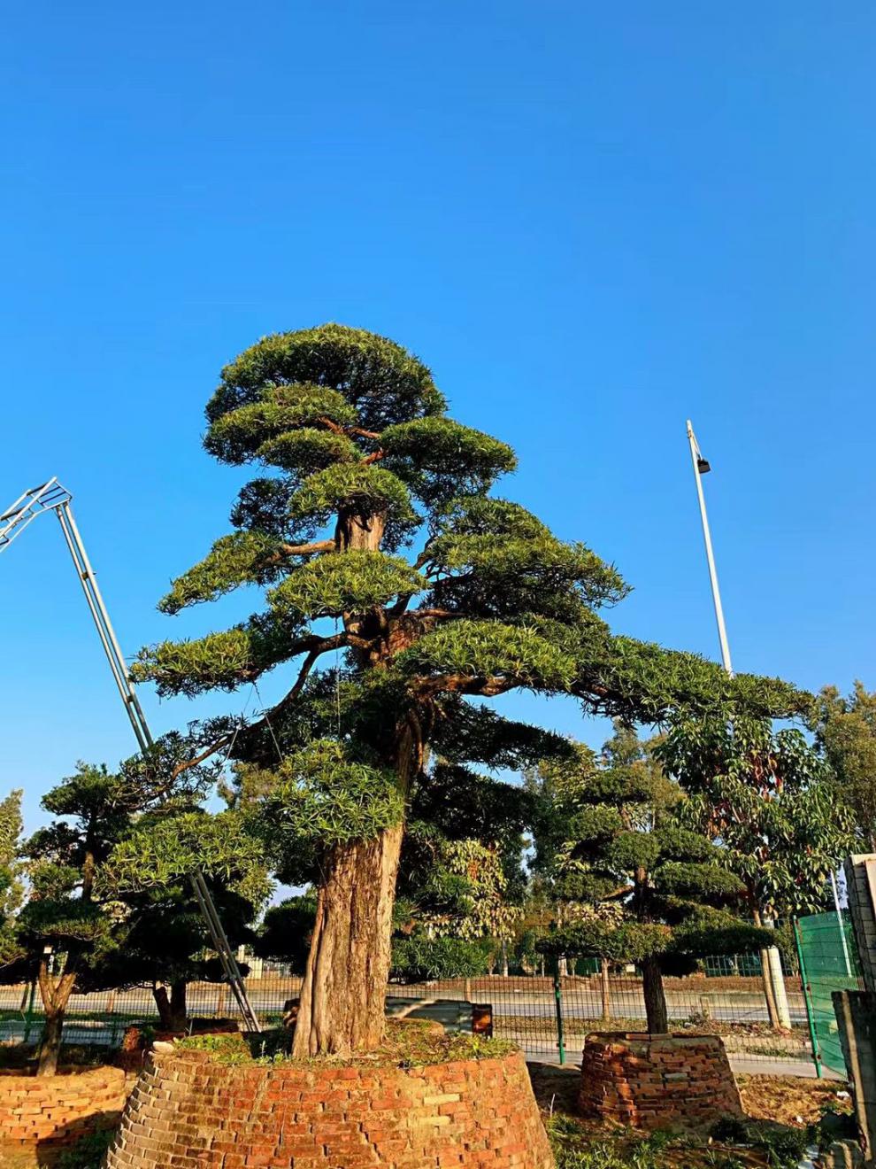 罗汉松造型树大树盆景树造型迎客松大型别墅庭院日本罗汉松树苗