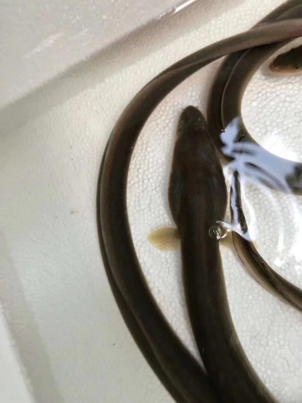 淡水黄鳗鱼鲜活河鳗鱼黄鳗鱼1斤到2斤以上一条包活 1.1-1.