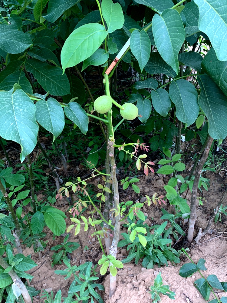 核桃树幼苗当年结果核桃树嫁接苗文玩核桃苗树盆栽 新款金蝉蛤蟆头