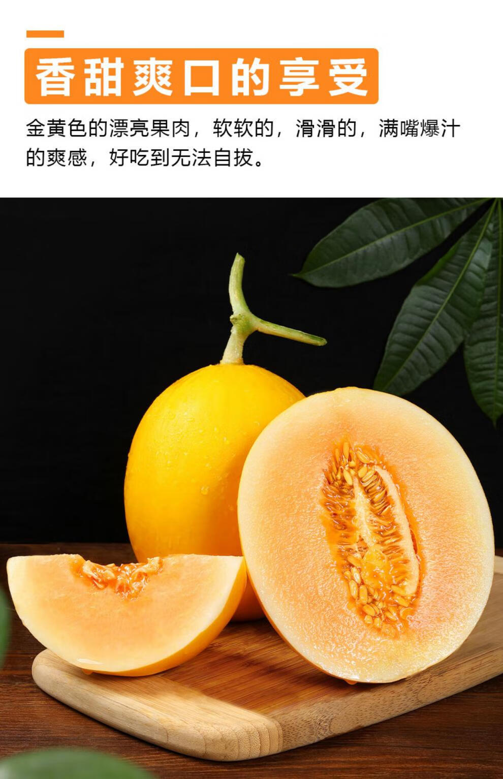 甘肃民勤西洲黄金蜜瓜 新鲜甜瓜黄河蜜瓜沙漠金红宝香瓜产地现货直发5