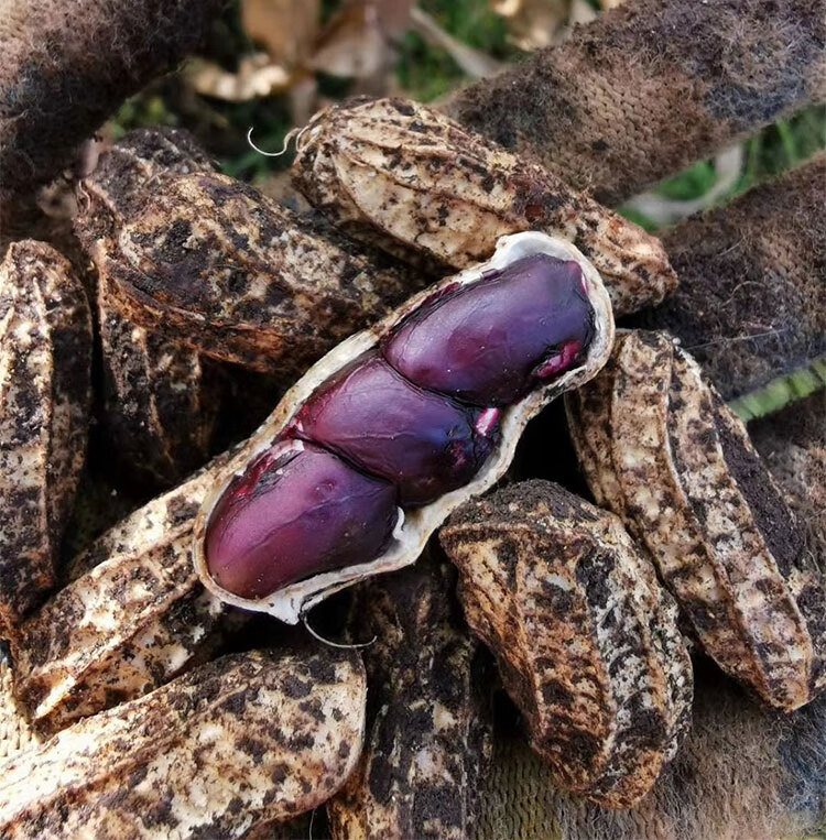 珍爱多云南富硒黑花生带壳生的种粒子甜熟紫皮花生去壳黑花生米 带壳