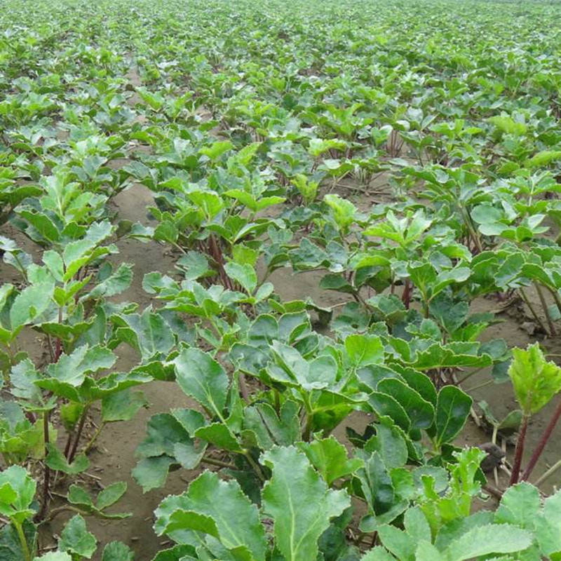 中药材北沙参种籽南沙参种籽 海沙参 银条参庭院阳台大田四季 北沙参