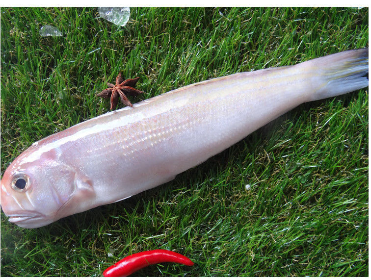 茂名深海鱼马头鱼甘鲷海鲜水产海捕方头鱼斧头鱼广东省内专拍马头鱼5